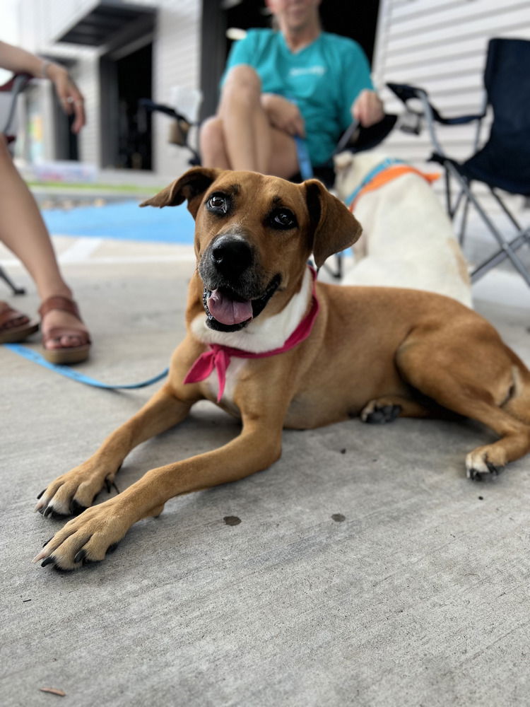 adoptable Dog in Brewster, NY named Gemma