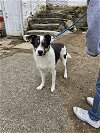 adoptable Dog in brewster, NY named Rory