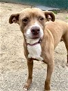 adoptable Dog in brewster, NY named Gaia