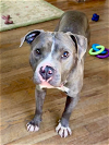 adoptable Dog in  named Lala (L-Buddies)