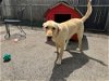 adoptable Dog in brewster, NY named Syracuse