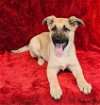 adoptable Dog in  named Wheaton (W-Litter)