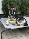 adoptable Dog in brewster, NY named Piper (Shepherd)