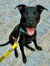 adoptable Dog in brewster, NY named Parsley (Herb Siblings)