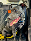 adoptable Dog in brewster, NY named Parsley (Herb Siblings)