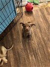 adoptable Dog in brewster, NY named Radar (Lone Star Litter)