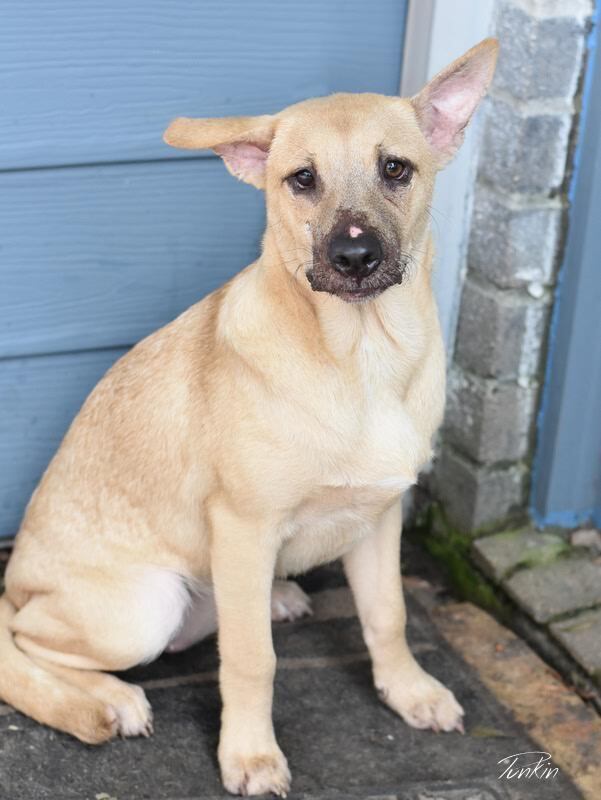 Punkin (Lone Star Litter), dog