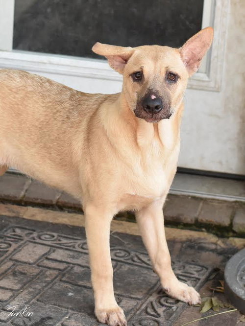 PUNKIN (LONE STAR LITTER) - Labrador Retriever / Shepherd available for adoption
