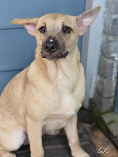 PUNKIN (LONE STAR LITTER) - Labrador Retriever / Shepherd available for adoption