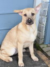 Punkin (Lone Star Litter) - Photo 3