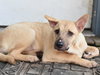 Punkin (Lone Star Litter) - Photo 4