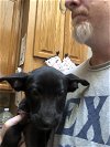 adoptable Dog in brewster, NY named Raven (Lone Star Litter)