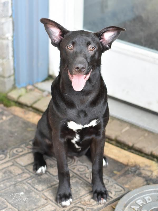 adoptable Dog in Brewster, NY named Raven (Lone Star Litter)