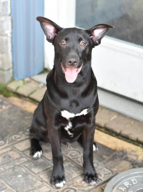 RAVEN (LONE STAR LITTER) - Labrador Retriever / Shepherd available for adoption