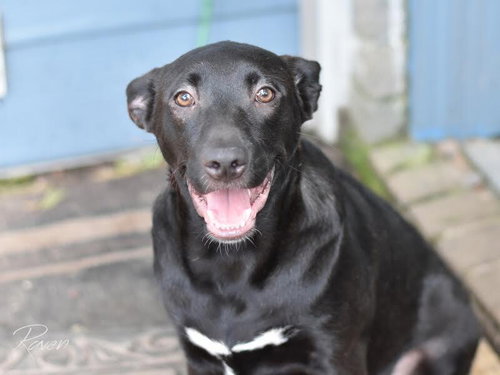 RAVEN (LONE STAR LITTER) - Labrador Retriever / Shepherd available for adoption