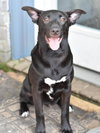 Raven (Lone Star Litter) - Photo 3