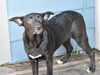 Raven (Lone Star Litter) - Photo 4