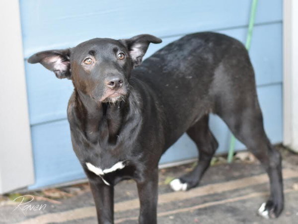 Raven (Lone Star Litter)