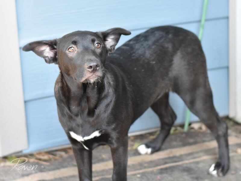 Raven (Lone Star Litter)