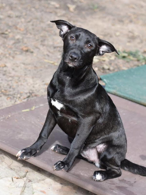 SHADOW (LONE STAR LITTER) - Shepherd / Labrador Retriever available for adoption