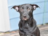 Shadow (Lone Star Litter) - Photo 2