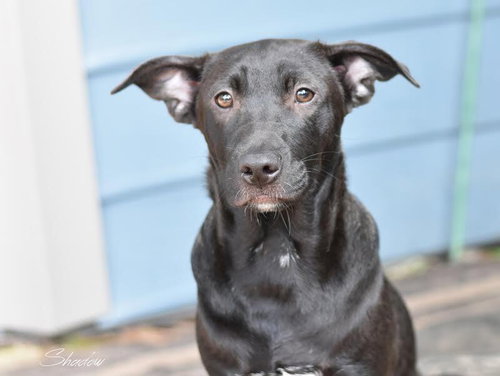 SHADOW (LONE STAR LITTER) - Shepherd / Labrador Retriever available for adoption