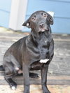 Shadow (Lone Star Litter) - Photo 3