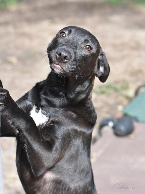 Shadow (Lone Star Litter)