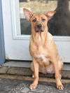 adoptable Dog in Brewster, NY named Sissy (Lone Star Litter)