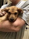 adoptable Dog in brewster, NY named Huck (Lone Star Litter)