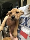 adoptable Dog in , NY named Finn (Lone Star Litter)