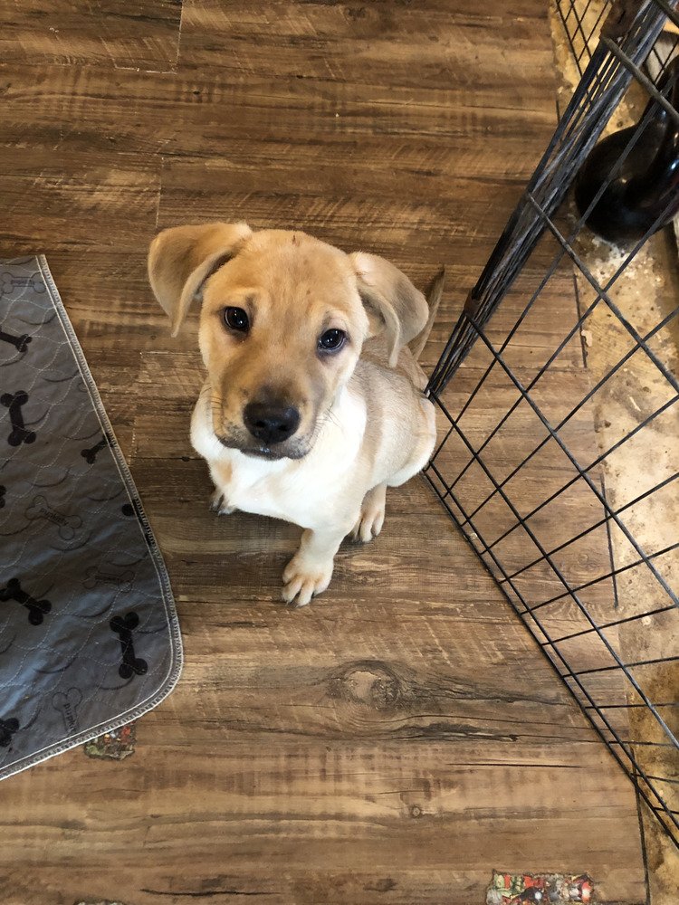 adoptable Dog in Brewster, NY named Finn (Lone Star Litter)