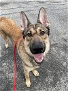 adoptable Dog in  named Tabasco (Shepherd Trio)
