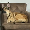 adoptable Dog in  named Tabasco (Shepherd Trio)