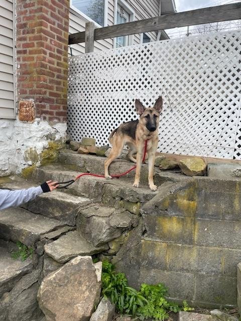adoptable Dog in Brewster, NY named Faith (Shepherd Trio)