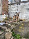 adoptable Dog in , NY named Faith (Shepherd Trio)