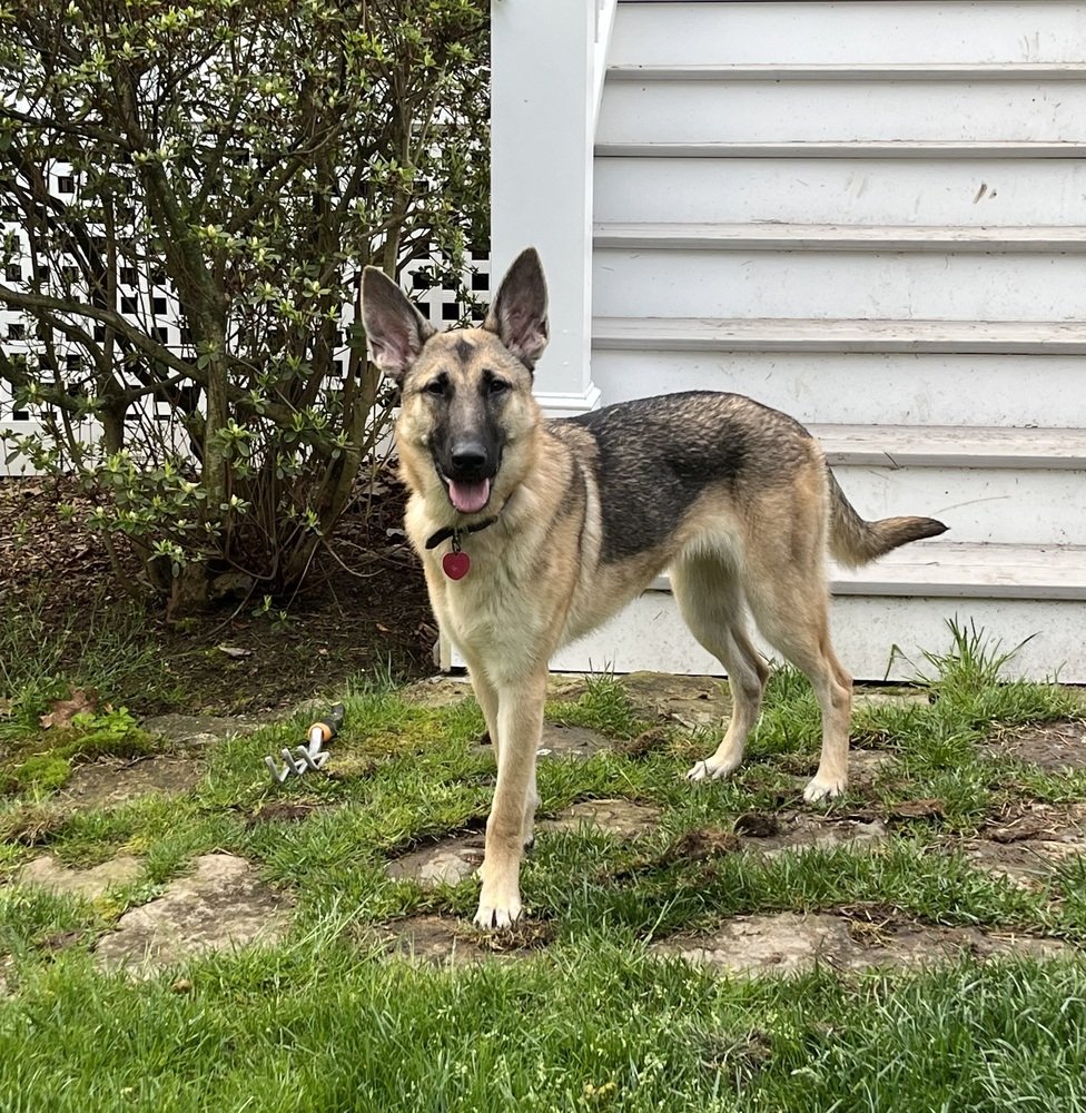 adoptable Dog in Brewster, NY named Faith (Shepherd Trio)