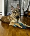 adoptable Dog in brewster, NY named Honey (Shepherd Trio)