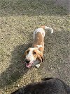 adoptable Dog in brewster, NY named Sonia