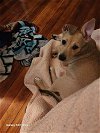 adoptable Dog in brewster, NY named Rosie (Ladybug