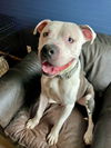 adoptable Dog in Brewster, NY named Brantley aka Leo