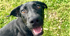adoptable Dog in brewster, NY named Kady (Daisy