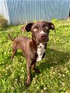 adoptable Dog in , NY named Duke (Daisy