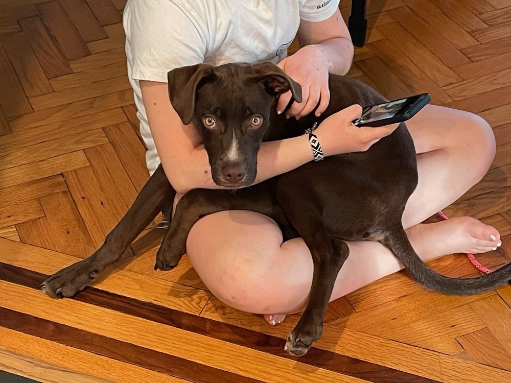 adoptable Dog in Brewster, NY named Duke (Daisy's Puppies)
