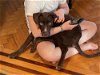 adoptable Dog in  named Duke (Daisy