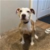 adoptable Dog in  named Ally (Momma)