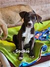 adoptable Dog in  named Sookie (S Puppies)