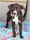 adoptable Dog in  named Sookie (S Puppies)