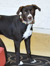 adoptable Dog in Brewster, NY named Sookie (S Puppies)