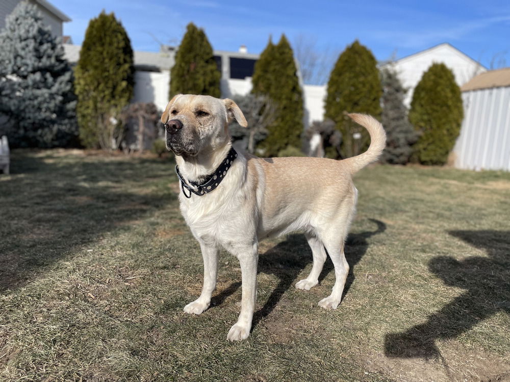 adoptable Dog in Brewster, NY named Nora (Momma)